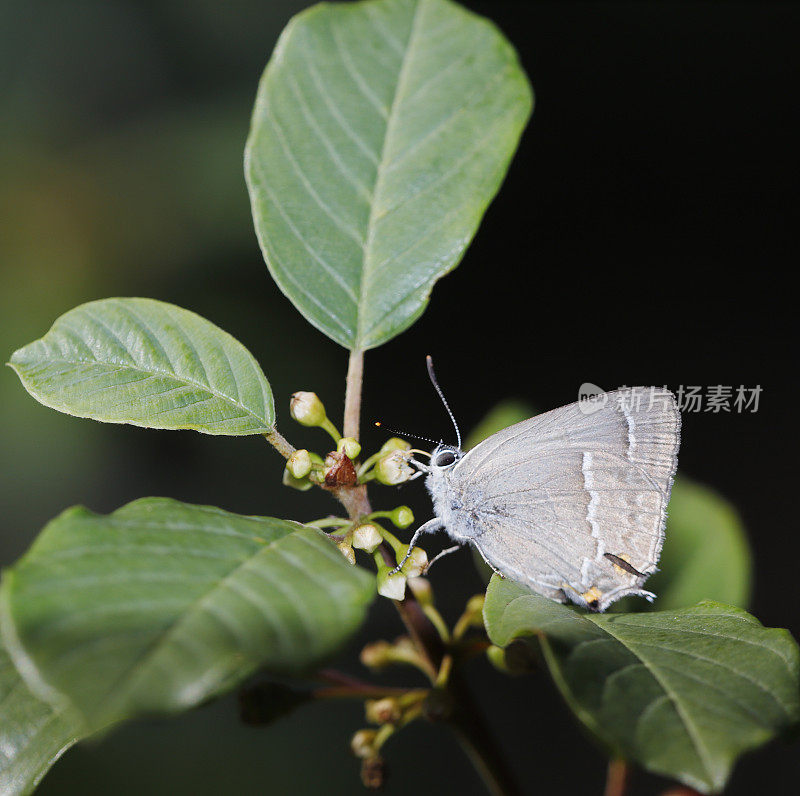 紫斑蝶(Neozephyrus quercus)